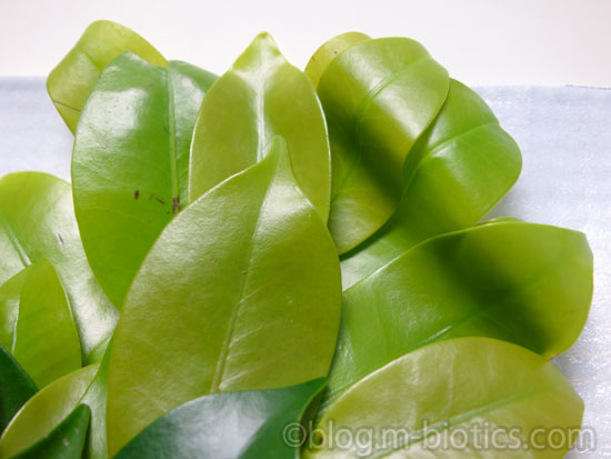 本榊　新芽の時期の写真　ふにゃふにゃ　色が薄い　拡大写真