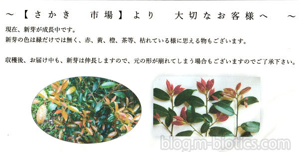 本榊　新芽の時期の注意書き