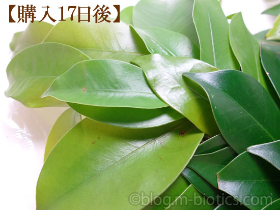 本榊　新芽の時期に買った榊　若葉の成長記録　17日後