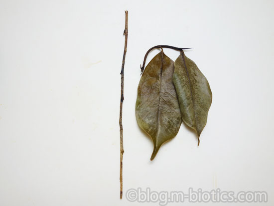 本榊　新芽の時期に買った榊　若葉の成長記録　枯れた