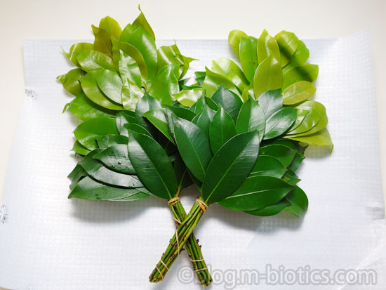 本榊　新芽の時期の写真　ふにゃふにゃ　色が薄い