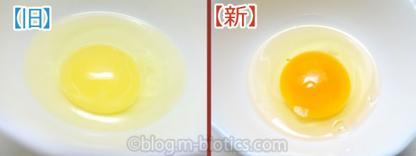 卵 有精卵 黄身の色が薄い 濃い黄身との比較