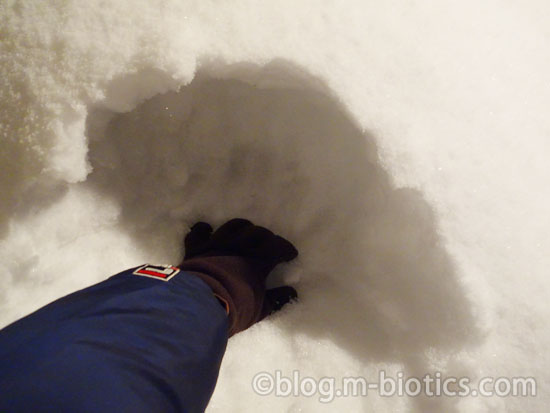 北海道 冬 外の雪に食べ物を埋める うどん 穴を掘っているところ