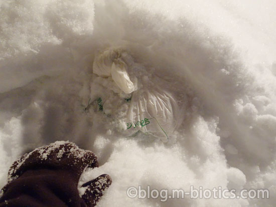 北海道 冬 外の雪に食べ物を埋める 雪山を掘る